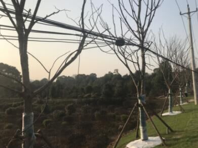 �ʰ��ɡ�(�й���)���޹�˾����